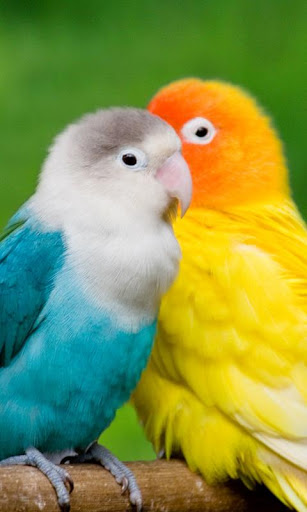 agapornis gay