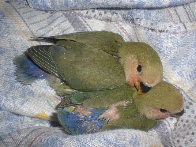 agapornis arranca penas