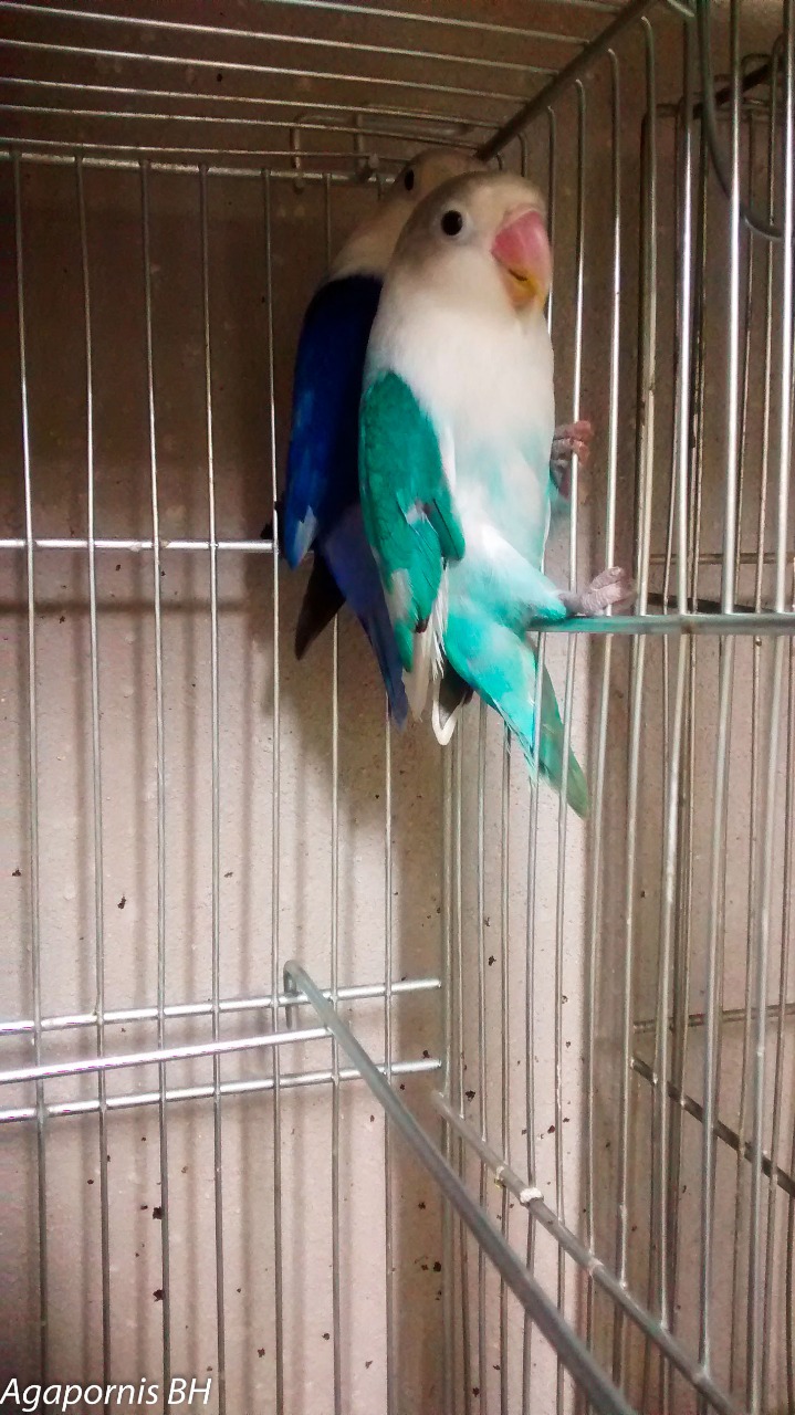agapornis fischeri arlequins