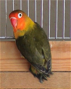 Agapornis Fischeri Oliva