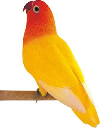 Casal agapornis Amarelo DEC