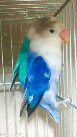 Casal Agapornis Fischeri Arlequim azul  x Arlequim azul cobalto