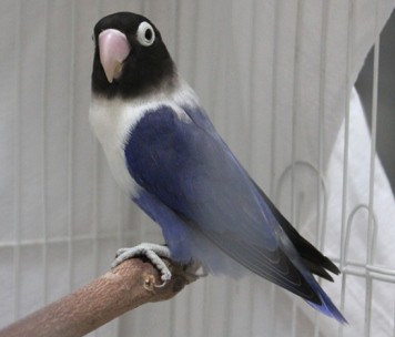 Personatas violetas DF