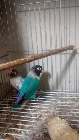 Casal personata arlequim violeta com cobalto