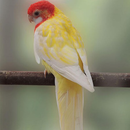 ROSELA LUTINA 