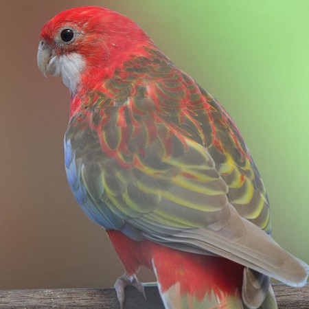 ROSELA CANELA VERMELHA 