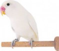 Agapornis Fischeri Branco