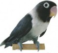 Casal de Agapornis personata Malva sólido