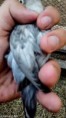 Agapornis Fischeri Malva Silver