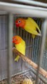 Casal de agapornis Lutino X Amarelo Olhos Pretos