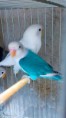 Casal Fischeri Branco X Azul