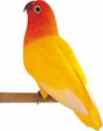 Casal agapornis Amarelo DEC