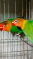 Casal de Agapornis fischeri Verde comum 