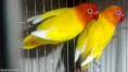Casal Fischeri Lutino com Pastelino