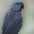 RING NECK AZUL