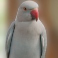 RING NECK SKY BLUE