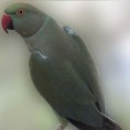 RING NECK TURQUESA