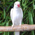 RING NECK ALBINO