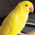 RING NECK LUTINO